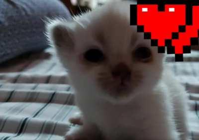 Guilty kitten's last words before being sentenced to life of loves, cuddles and belly rubs with no parole.