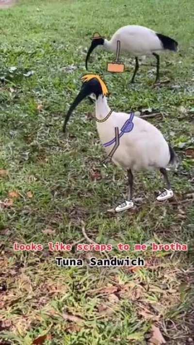 I got rolled by a bin chicken