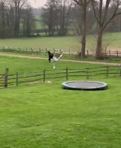 Jumping on a trampoline? What could go wrong?