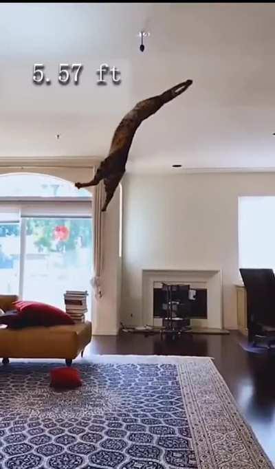 The cat's ability to jump like this is impressive