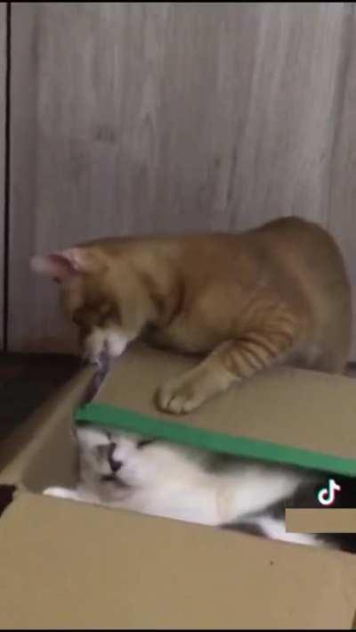 sAdIsTiC cAt TrIeS tO bUrY hIs BrOtHeR aLiVe