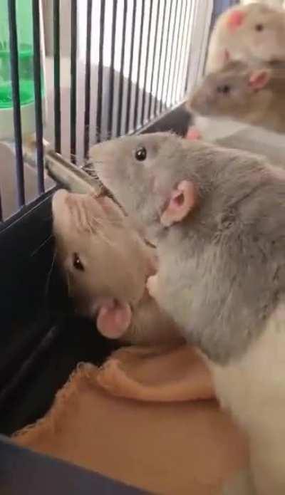 Live together, drink together