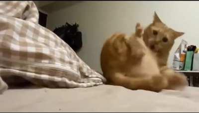 Orange kitty lost the single brain cell in the middle of grooming..