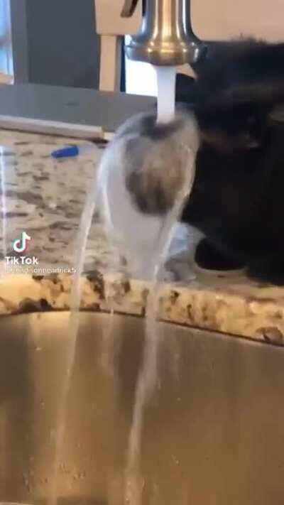 Cat Bubble