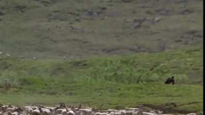 Here's the Bigfoot clip from 'Great North' (2001) stabilized, zoomed