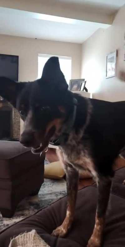 My dog wants her toy