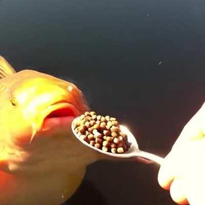 BIG RUN IS COMING (music spoiler)