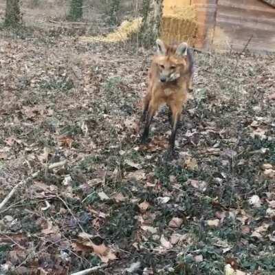 Listen to the ferocious roar bark of a Maned Wolf (Filmed by @Outrach)