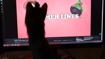 This is noodle. She likes to play with the bouncing heads, especially, well... Noodle's lol