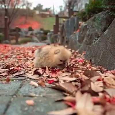 Think this fellas do not know it is a federal offense to be this smol