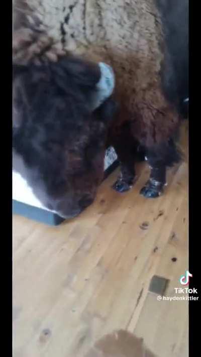 Boom boom wants to be an indoor bison.