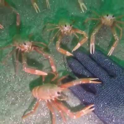 🔥 Tuna crabs near La Jolla, CA