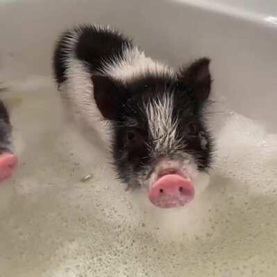 Bath time for the babes at Prissy & Pop’s Helping Hooves Rescue