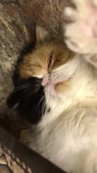 JuJube wants a pet I think