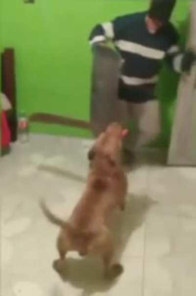 Dog wants to play