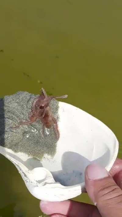 The way he swishes out of the shell