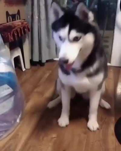 Husky learning how to shake