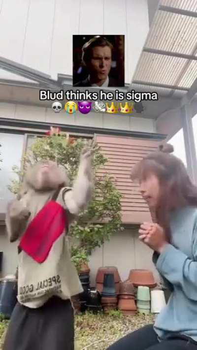 Macaco acha que é sigma