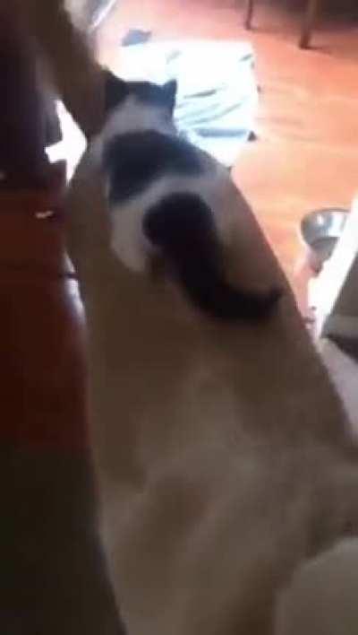 The cat is so used to sitting on his back from a very young age.