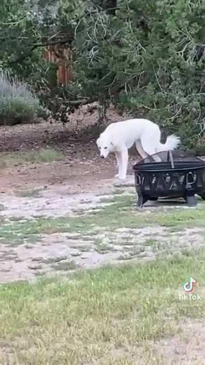 Dog being shown his own handiwork