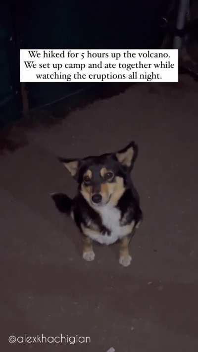 In Guatemala there are solo guide dogs that voluntarily help and accompany foreign strangers up the Acatenango Volcano. They've been nicknamed 'Angeles' (guardians) by the locals.