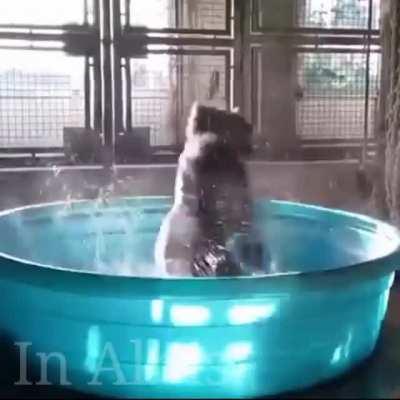 gorilla go crazy in water