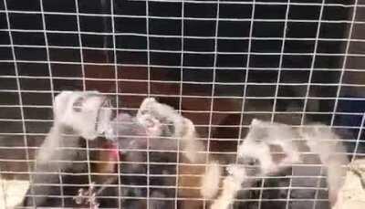 Hung some ice cubes up for the furbs to play with. Needless to say they were trying to rip the entire thing off 😂😅