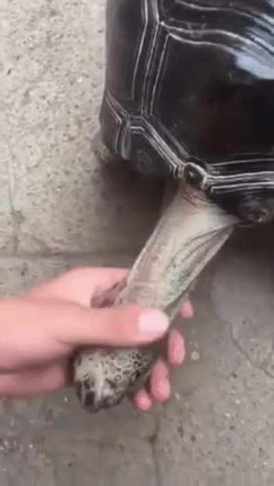 Nasıl kaplumbağa sevilir… böyle değil