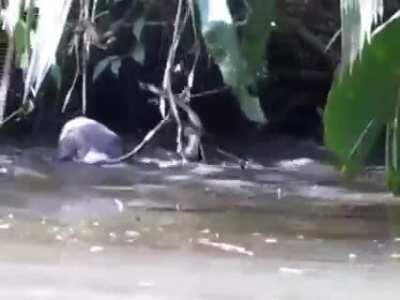 Neotropical river otter catches juvenile spectacled caiman and drags it into the depths below