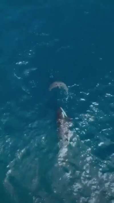 This is why orcas are the apex predator of the ocean