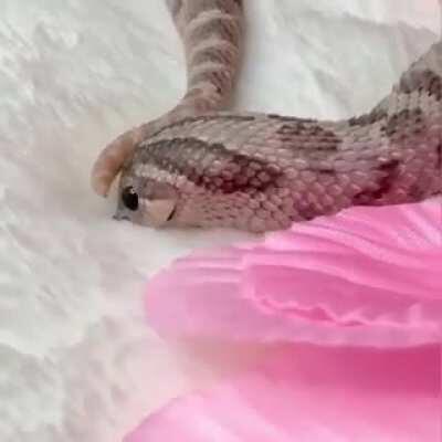 Baaaaabbbyyyy snek doot doot do doot do do baby snek doot do doot doot do do
