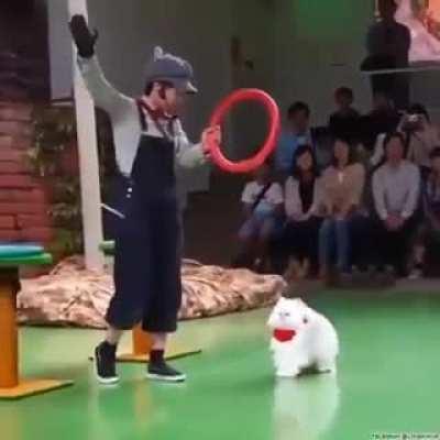 Котовычисления