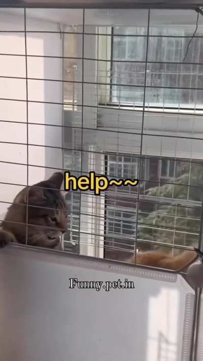 FUNNY CAT 😺