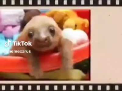 A Cut picture of a sloth