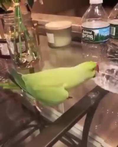 parrot : i am naughty, i am happy !!!