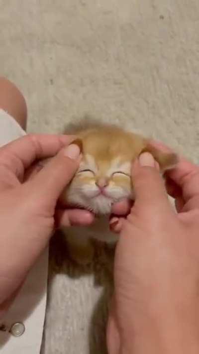 Cute little kitty :)