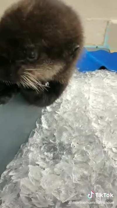Baby otter munching on ice
