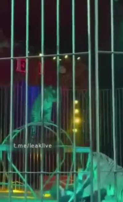 The moment a tiger trainer was attacked by a tiger during a performance in Italy on January 1st, 2023