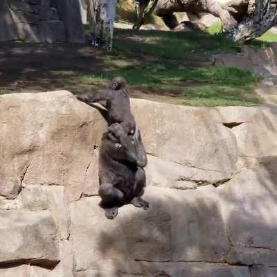 Just big monkey helping little monkey