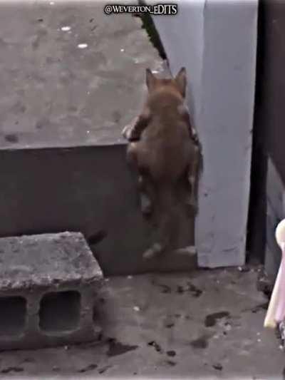 O cachorrinho deficiente me quebrou 