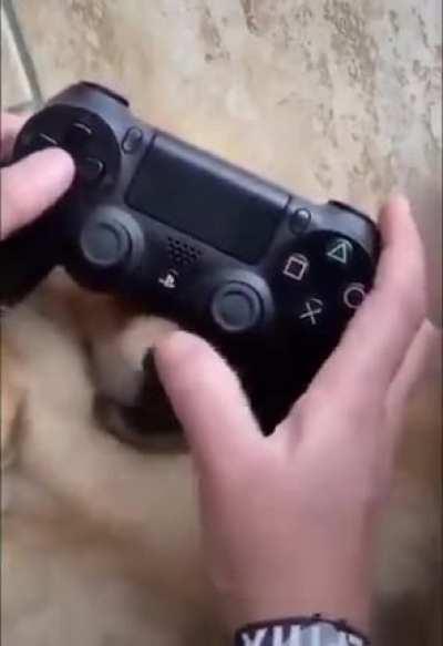 Cyberbork 2077, in motion