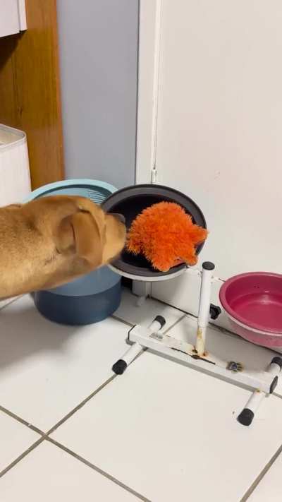 Quem mais tem um cachorro dramático?