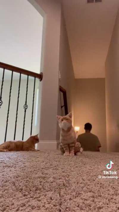 Reminds me of Garfield and Nermal