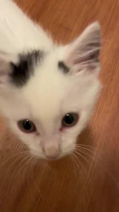 Dramatic cries from the tiniest of souls