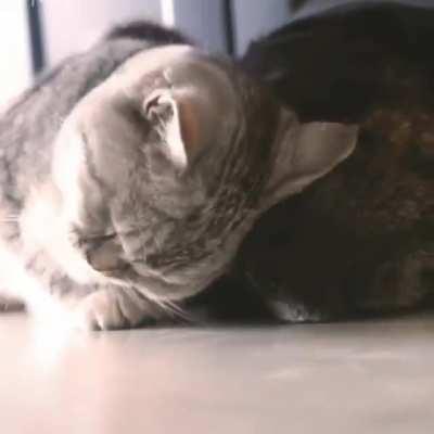 Cat Expresses Pure Love Towards Its Dog Friend