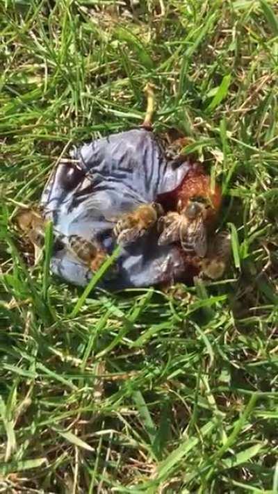 Bienenbrudis heute auf einer guten Zwetschge