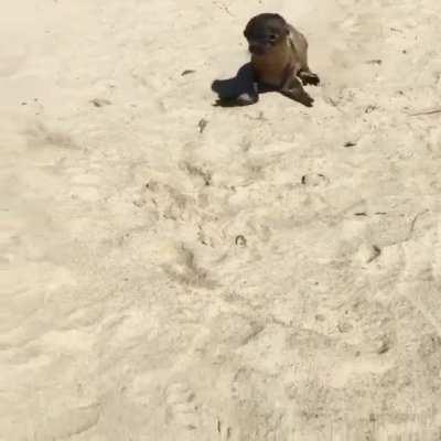 🔥 Baby sea lion comes to meet a human