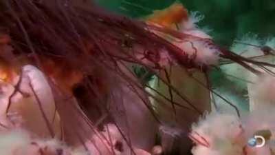 Sea Anemones devouring a Lion's Mane Jellyfish