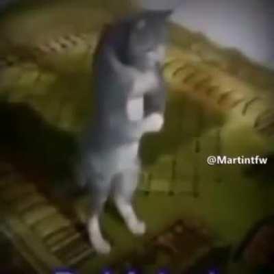 No kiss before marriage 😾☝️