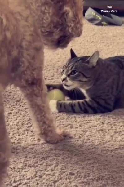 Это мой мячик, собака серая !